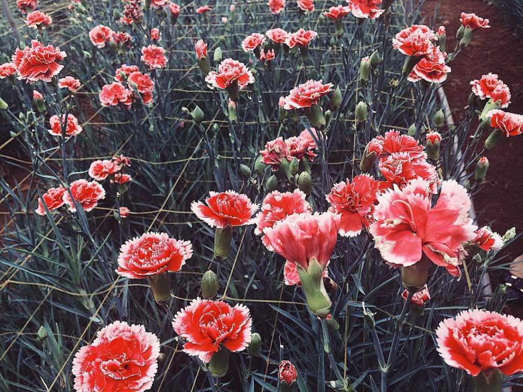 Kinh nghiệm du lịch Đà Lạt: 5 cánh đồng hoa lãng mạn say đắm lòng người